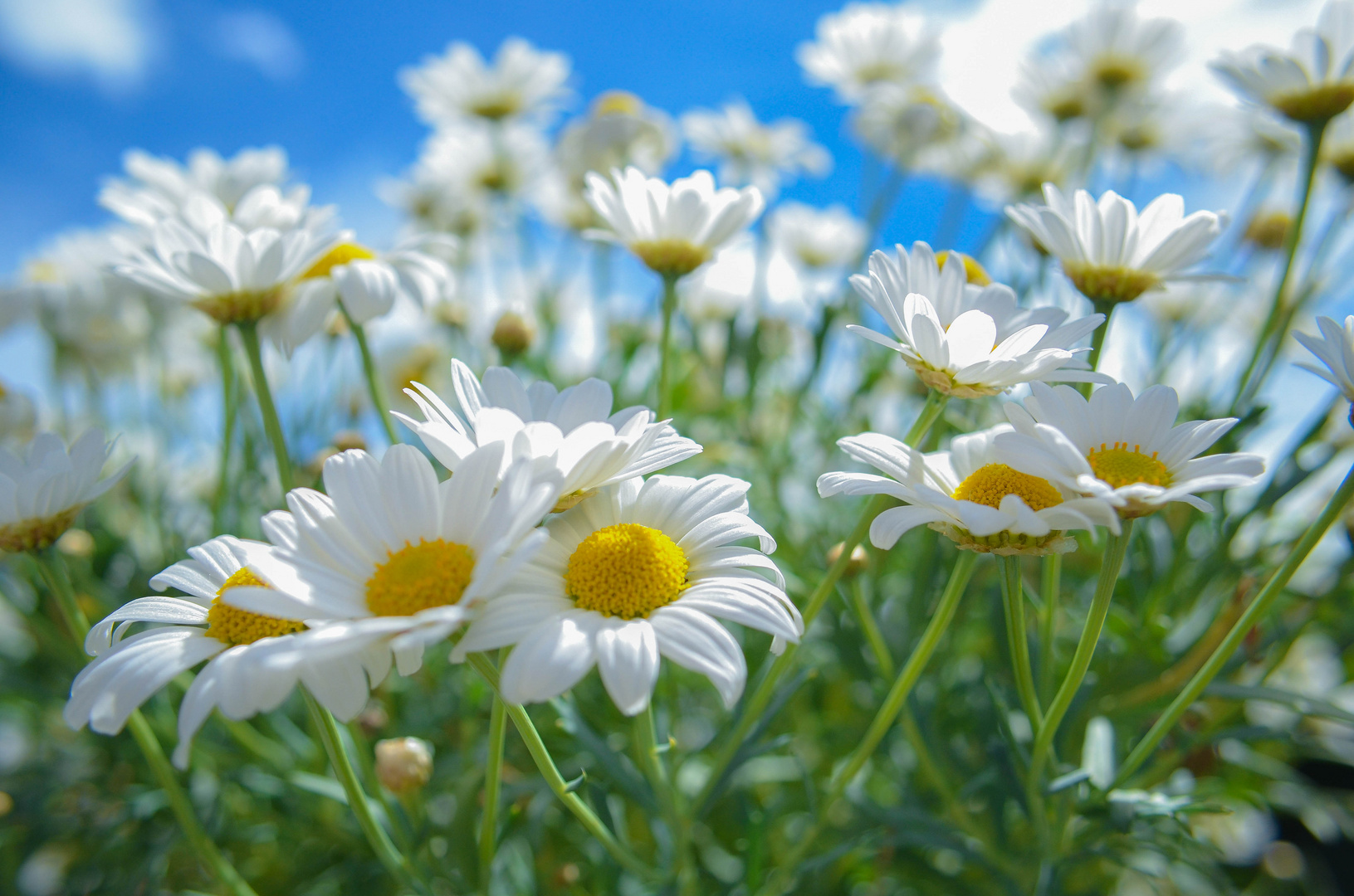 Viele Margeriten