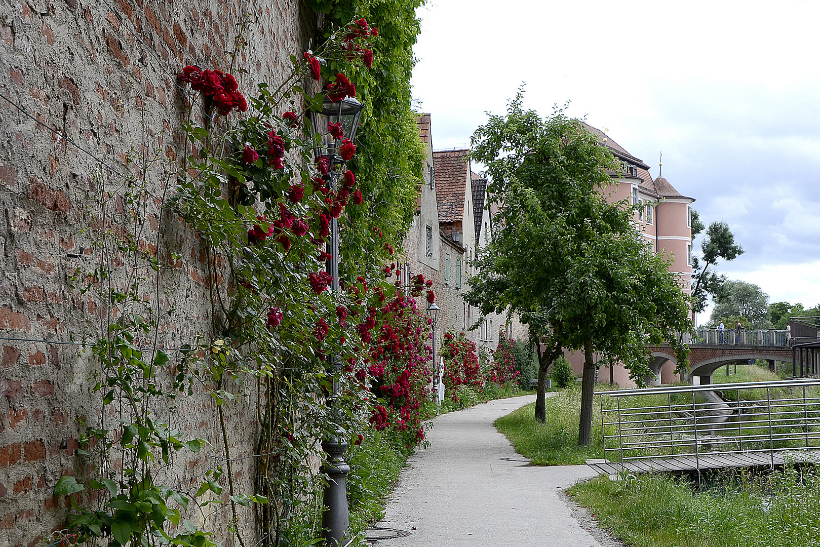 Viele Mauerblümchen