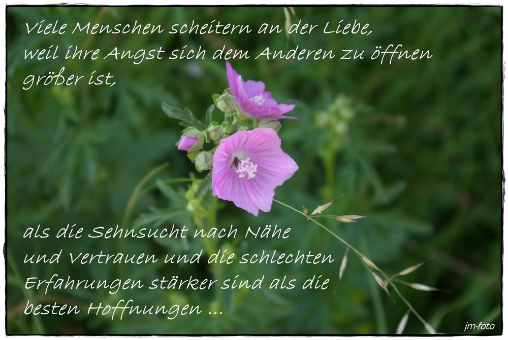 Viele Menschen scheitern an der Liebe,................. Foto & Bild