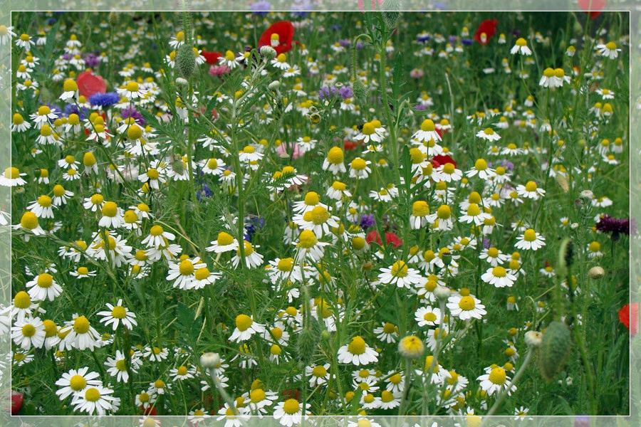  Viele Mittwochabendblümchen ...