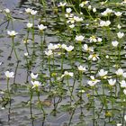 viele Mittwochsblümchen...