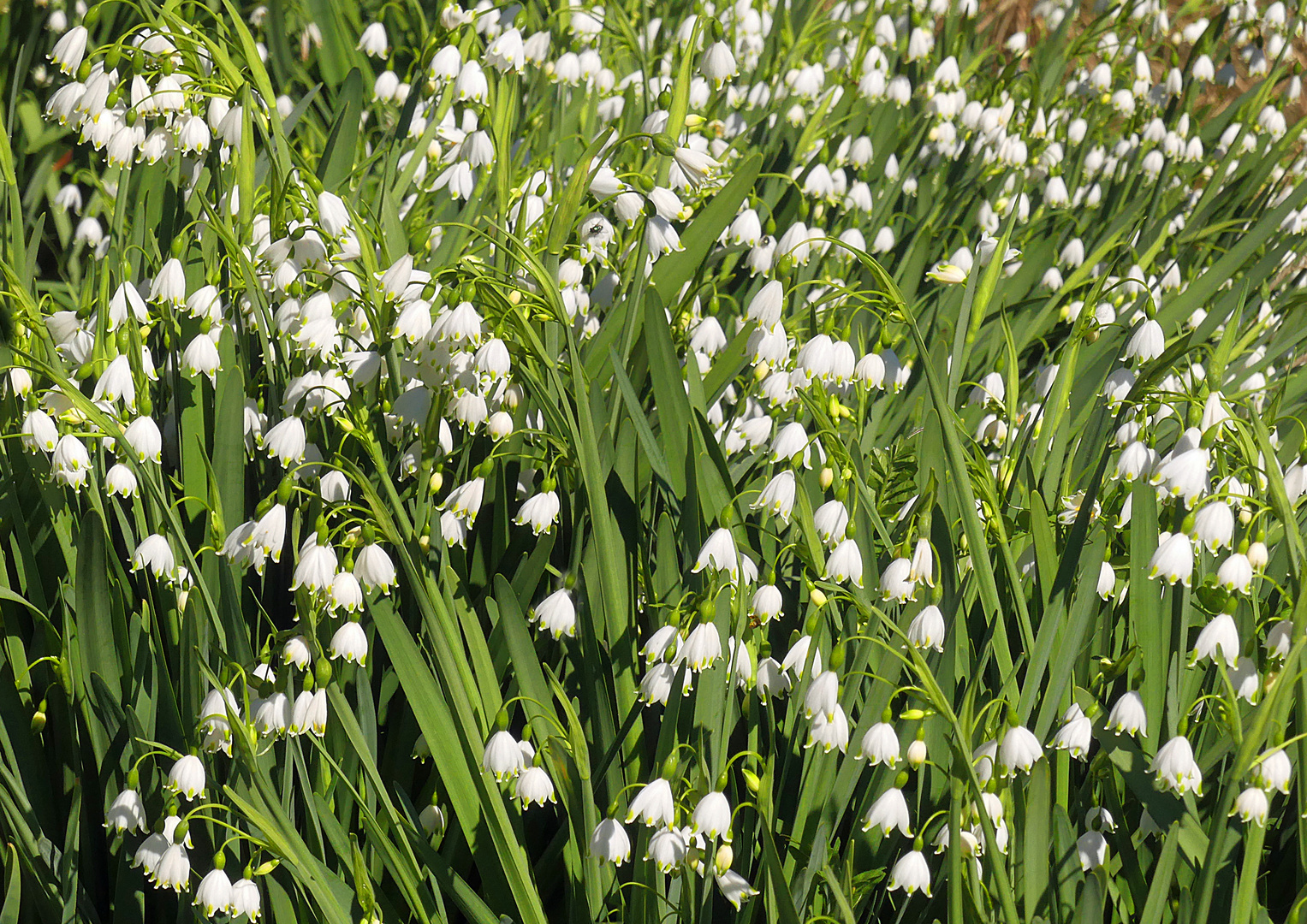 Viele Mittwochsblümchen