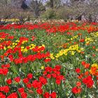 viele Mittwochsblümchen:-)