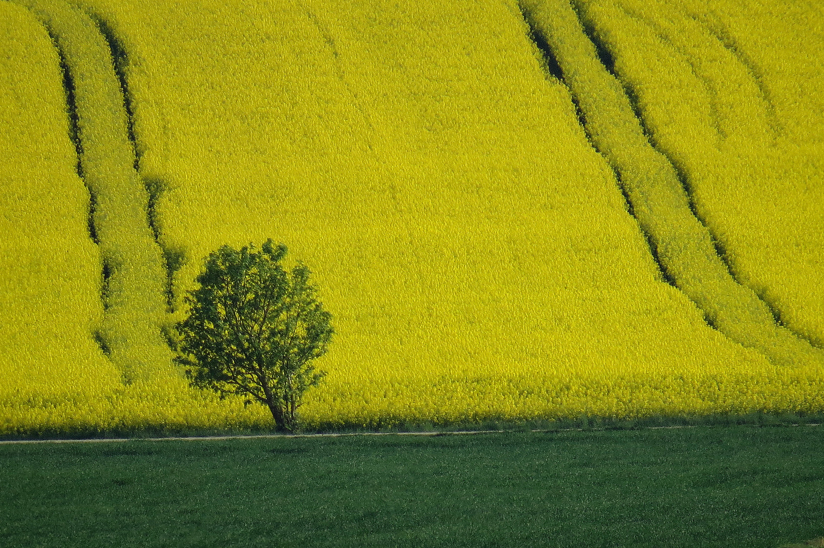 viele Mittwochsblümchen........................