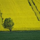 viele Mittwochsblümchen........................