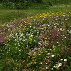 Viele Mittwochsblümchen