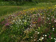 Viele Mittwochsblümchen