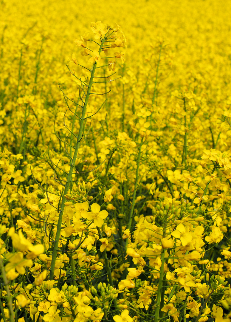 Viele Mittwochsblümchen 