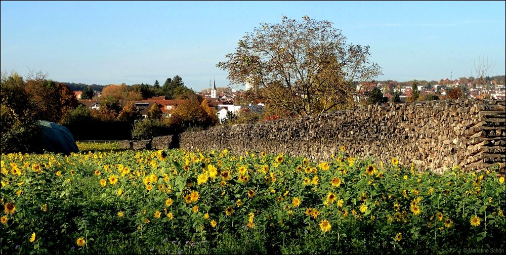 Viele Mittwochsblümchen...