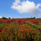 VIELE MITTWOCHSBLÜMCHEN