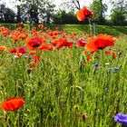 viele Mittwochsblümchen