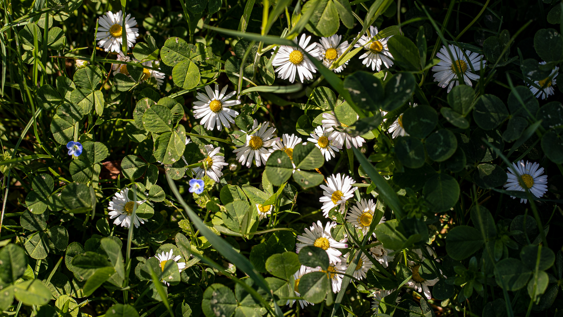 VIELE MITTWOCHSBLÜMCHEN