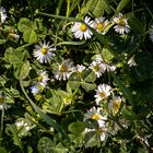 VIELE MITTWOCHSBLÜMCHEN