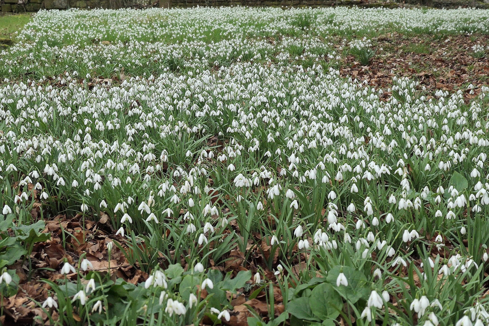 viele Mittwochsblümchen