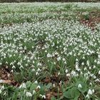 viele Mittwochsblümchen