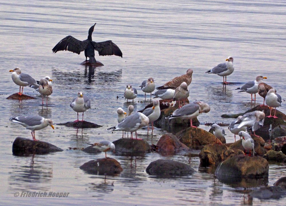 Viele Möven und ein Kormoran