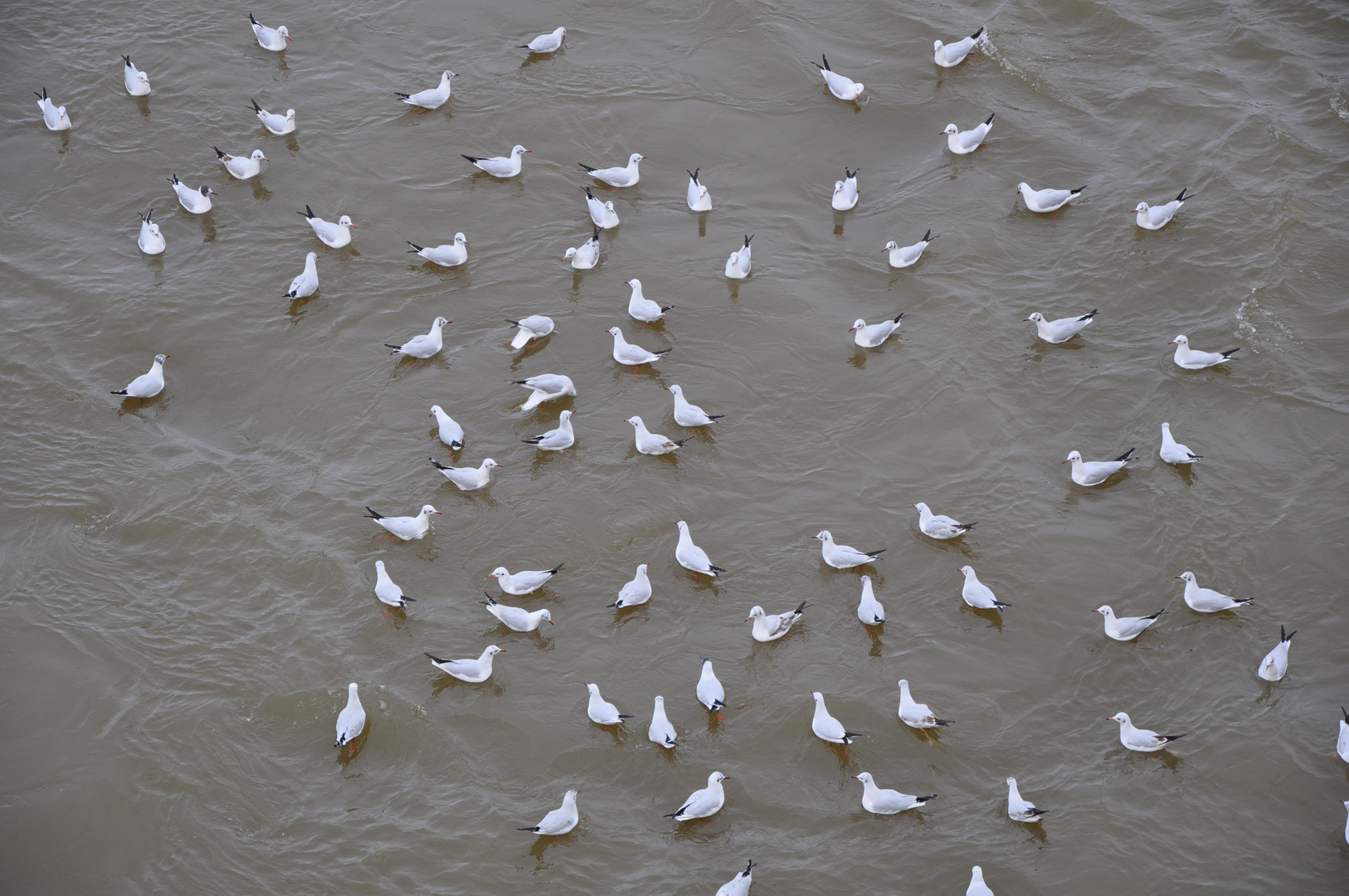 viele Möwen im kalten Wasser der Wltava