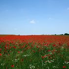 Viele Mohnblüten