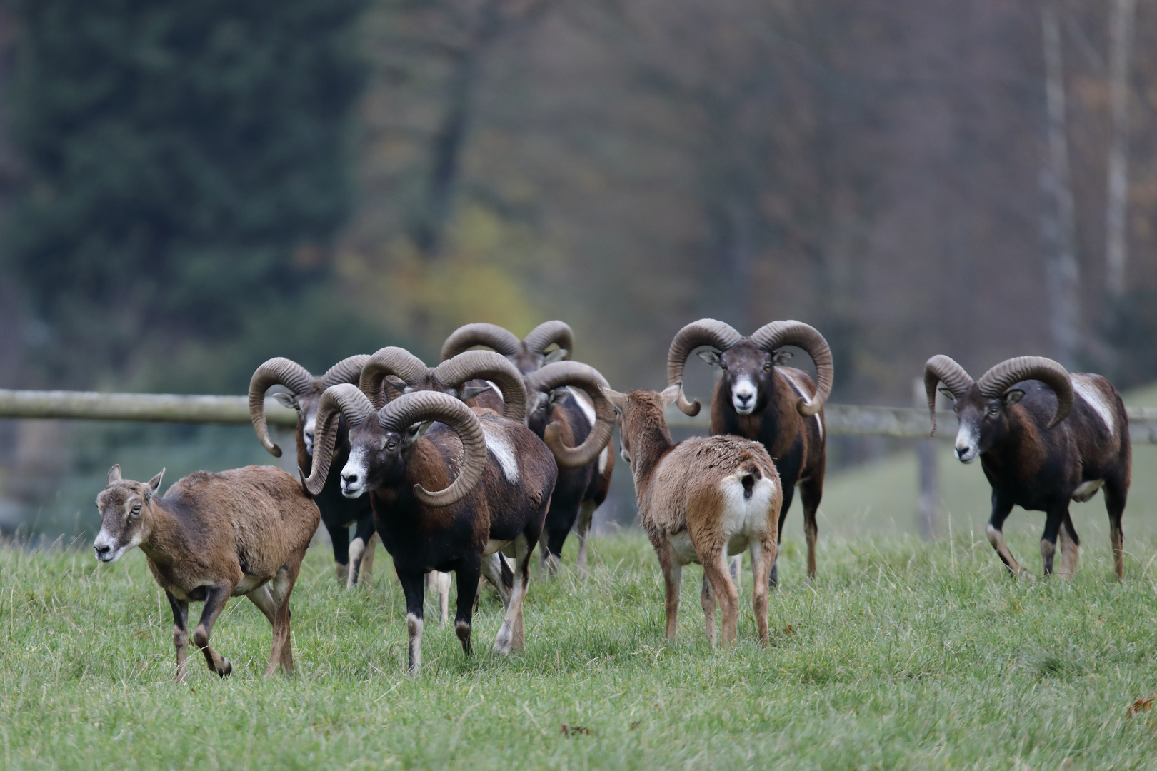 Viele Mufflon-Widder, wenige Mufflon-Schafe