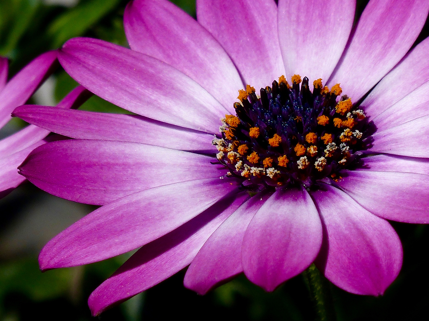 Viele Namen hat diese Blüte 