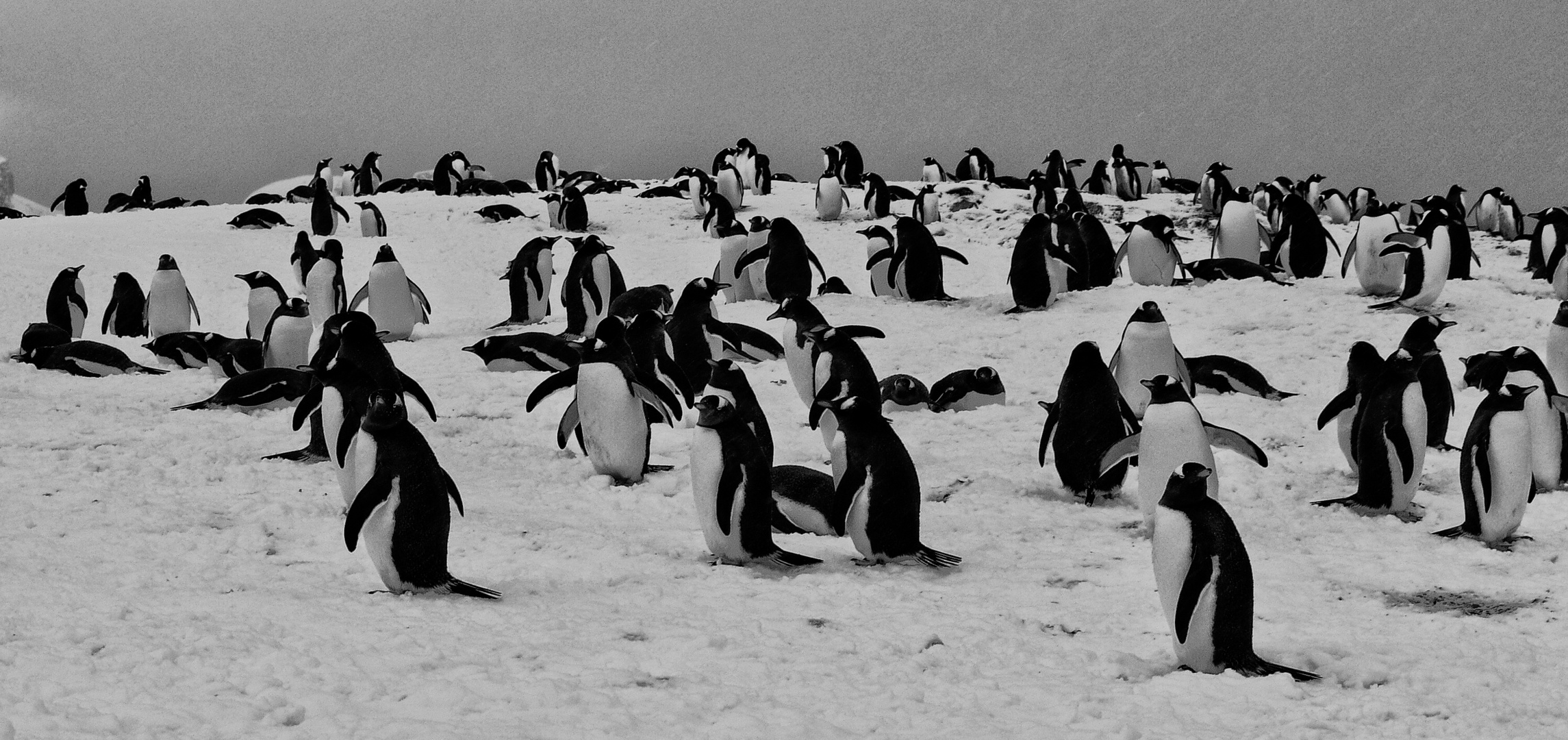 viele pinguine ...