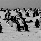 viele pinguine ...