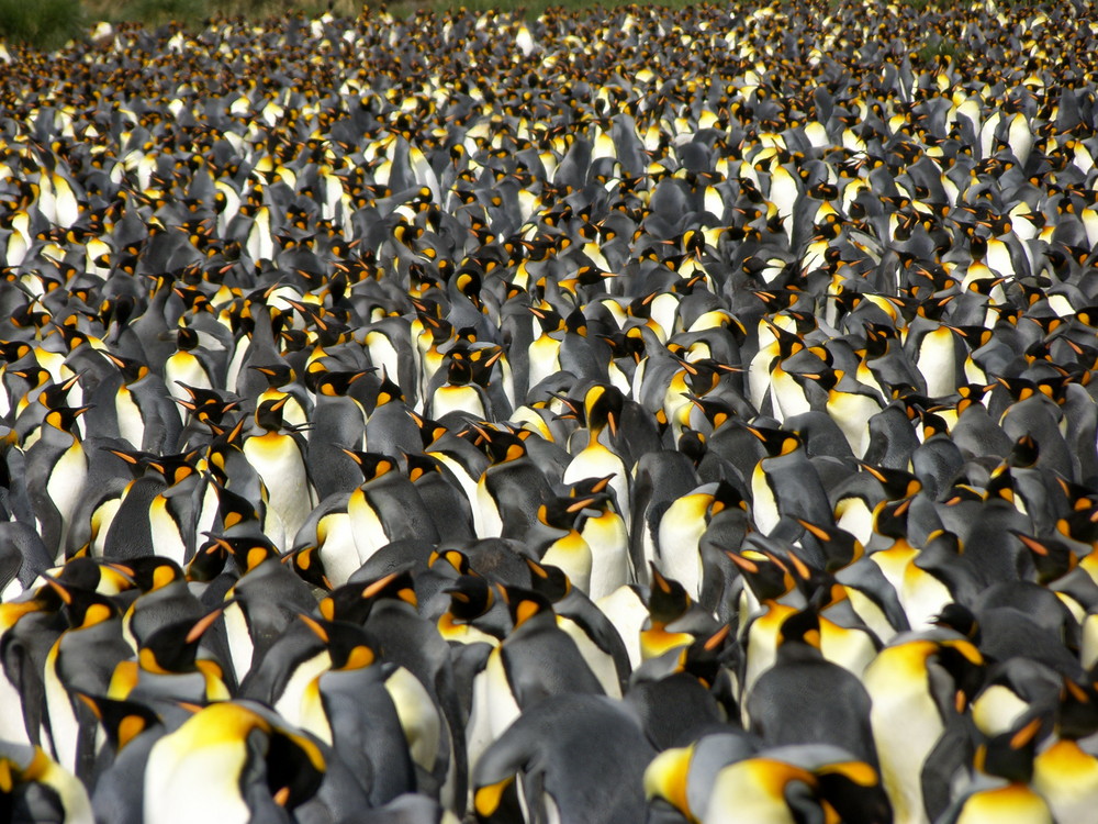 Viele Pinguine