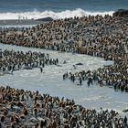 Viele Pinguine