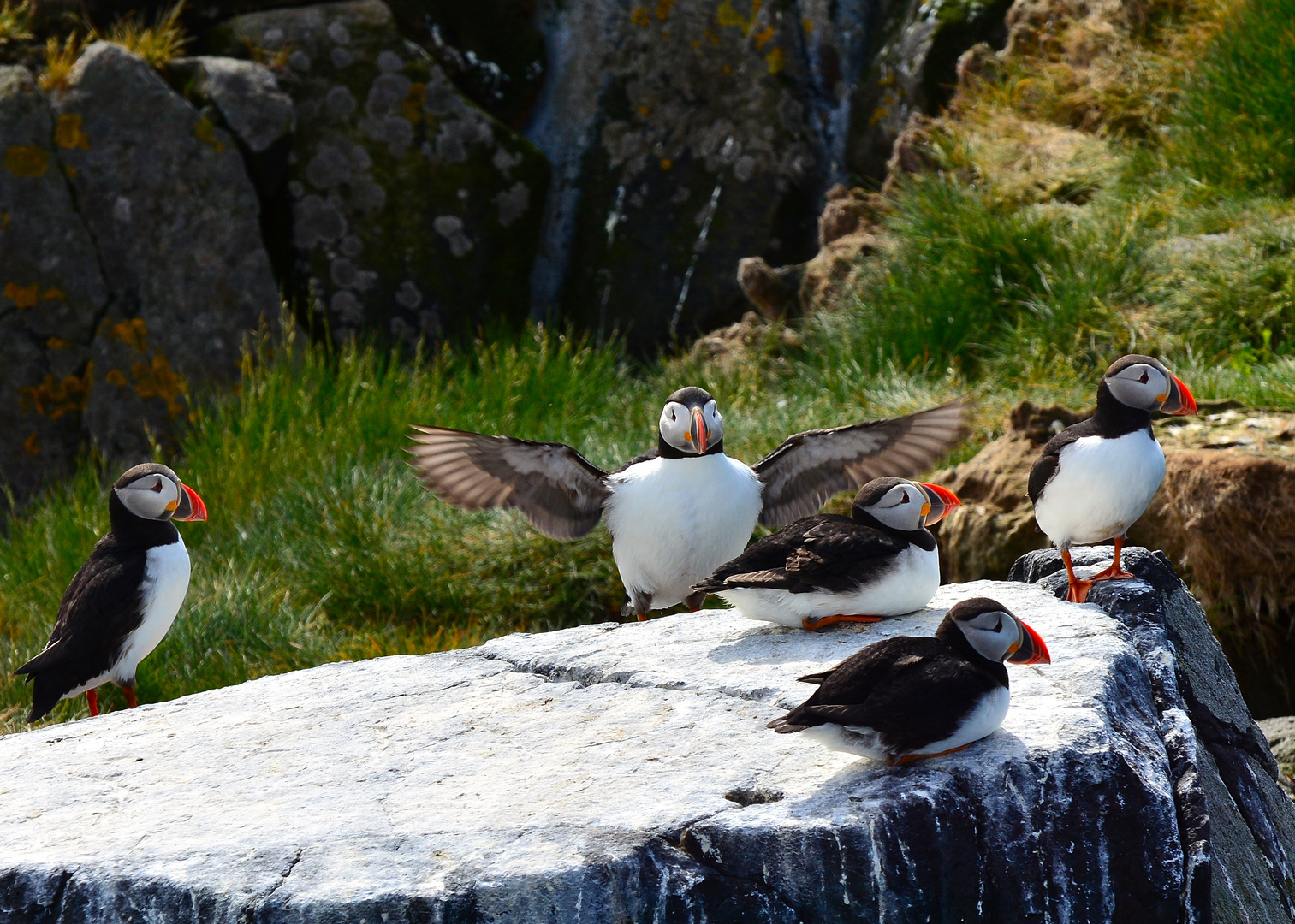 Viele Puffins