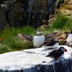 Viele Puffins