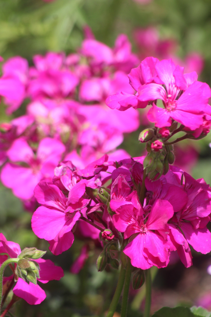 viele rosa Blüten 