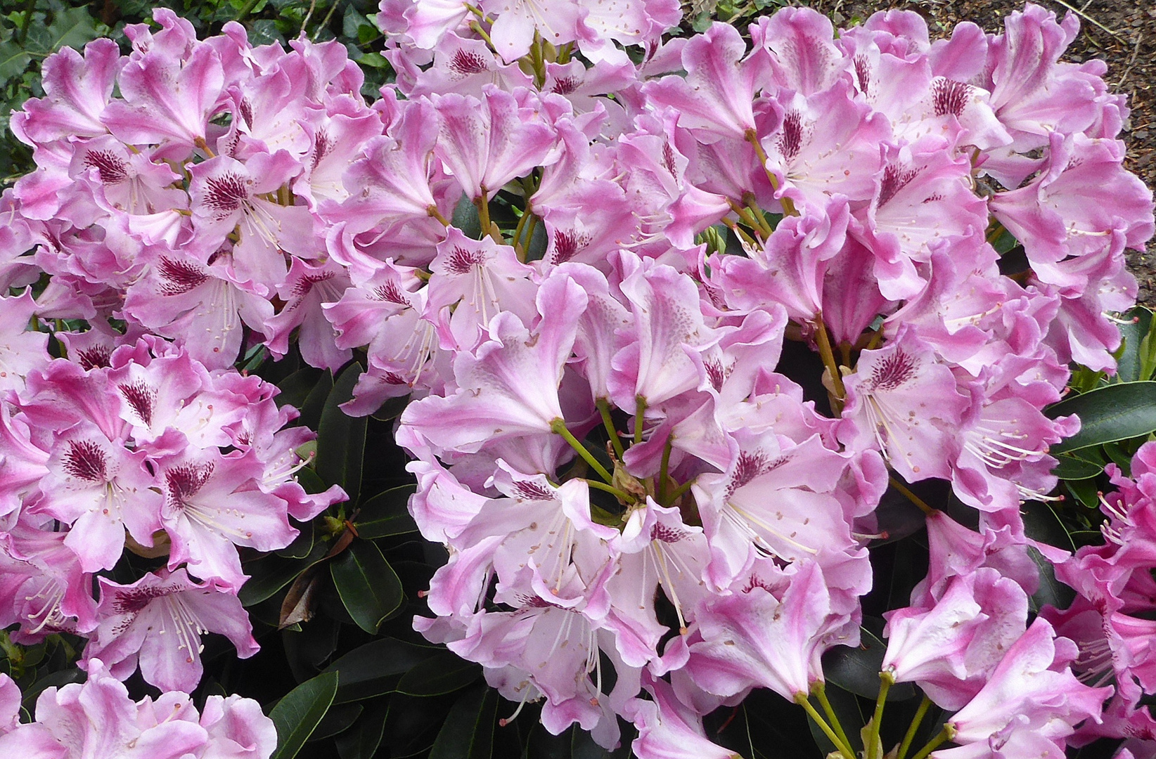 viele rosa Rhododendron Blüten