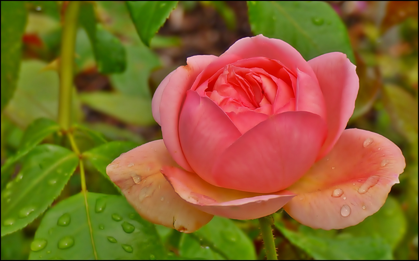 Viele Rosen . . .