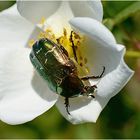 Viele Rosenkäfer