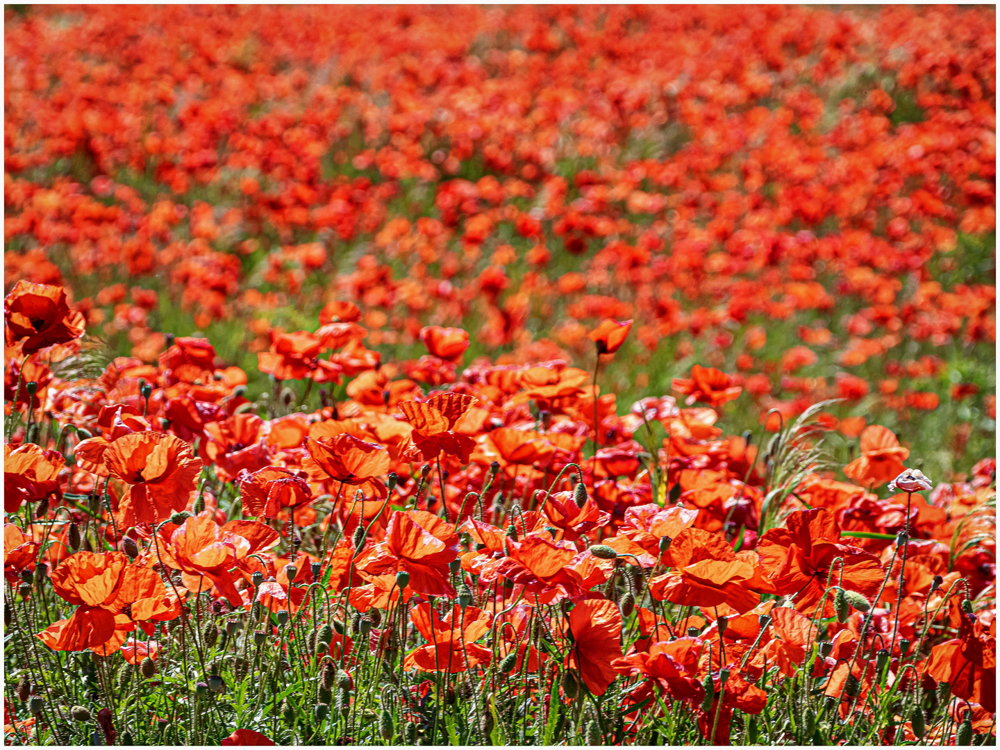 Viele rote Blumen !