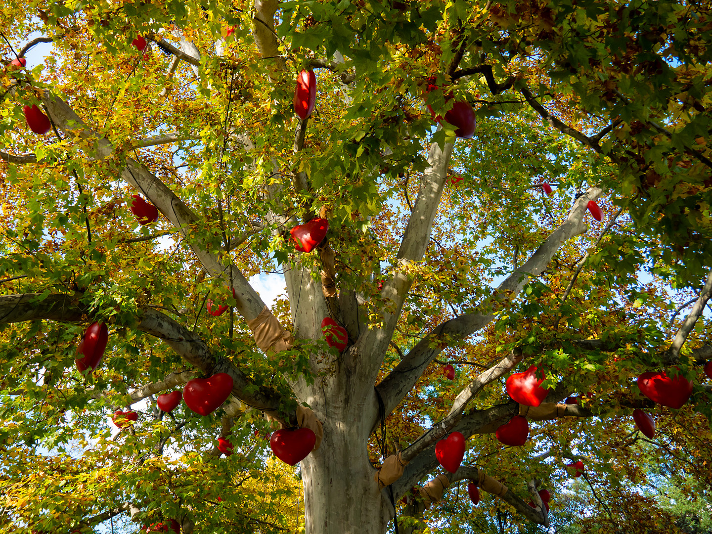 viele rote herzen...