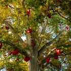 viele rote herzen...