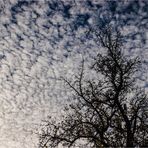 Viele Schäfchen und ein sterbender Baum