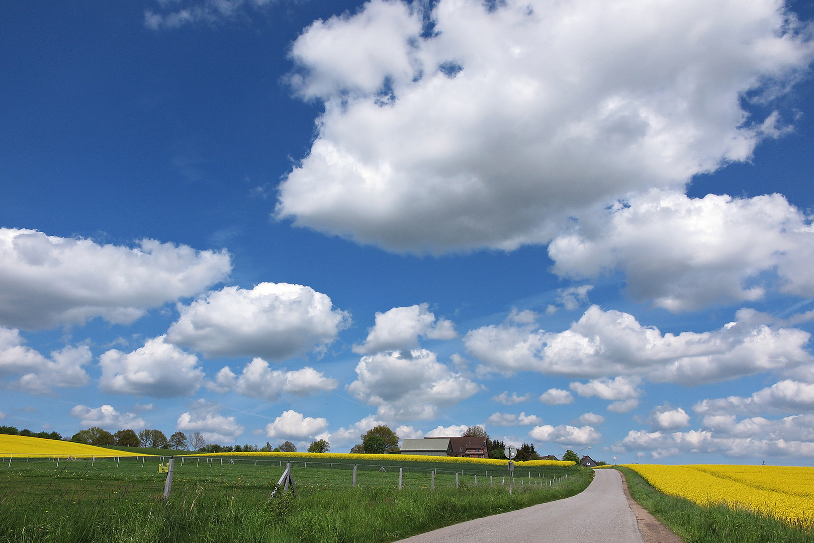 Viele Schäfchenwolken über den Rapsfeldern