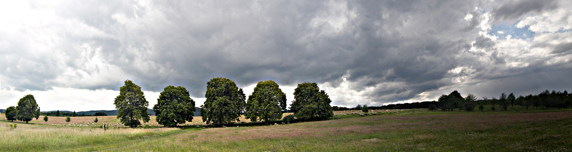 Viele Schafe und ein blaues Fenster