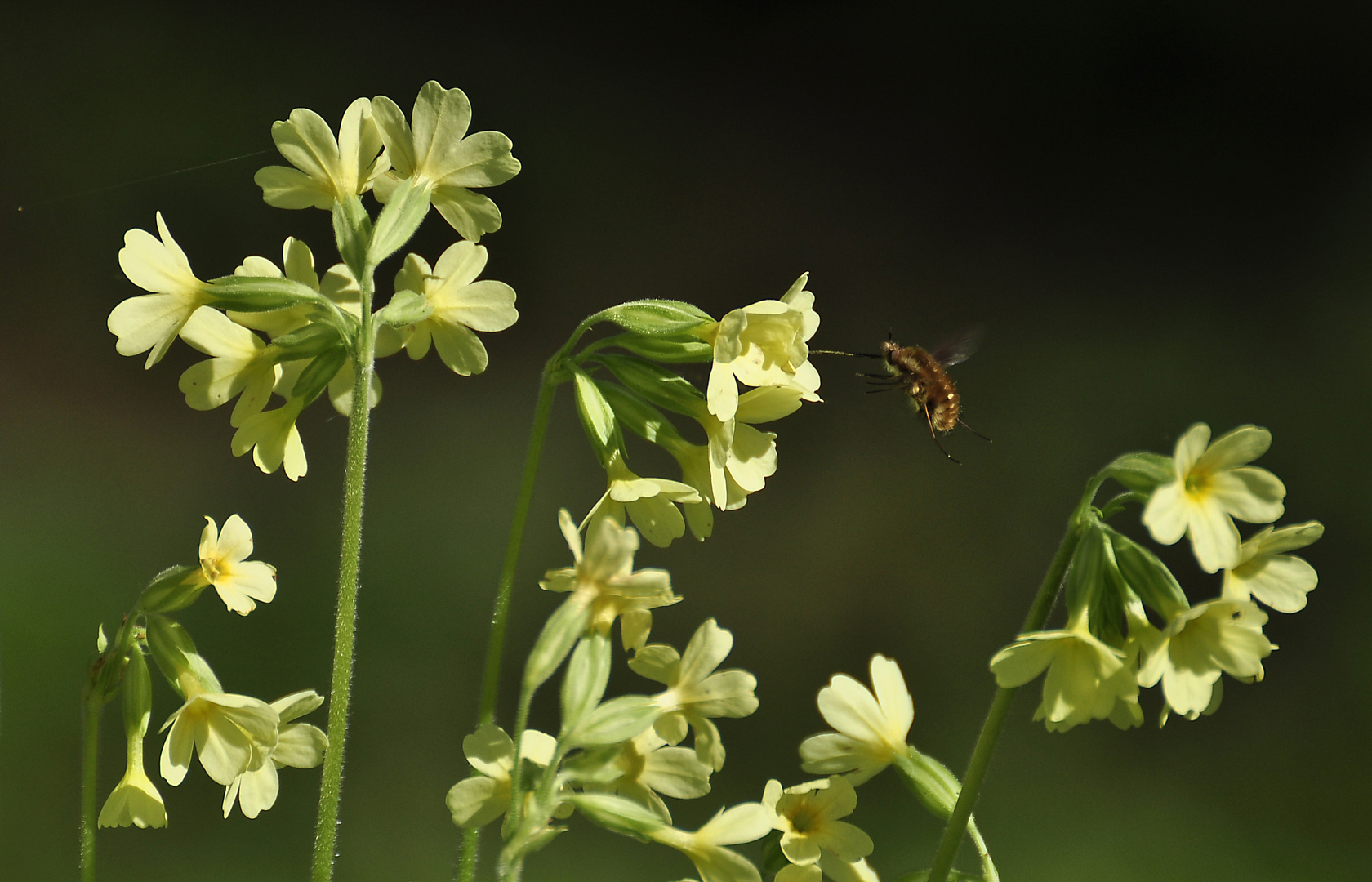 Viele Schluesselblumen.....