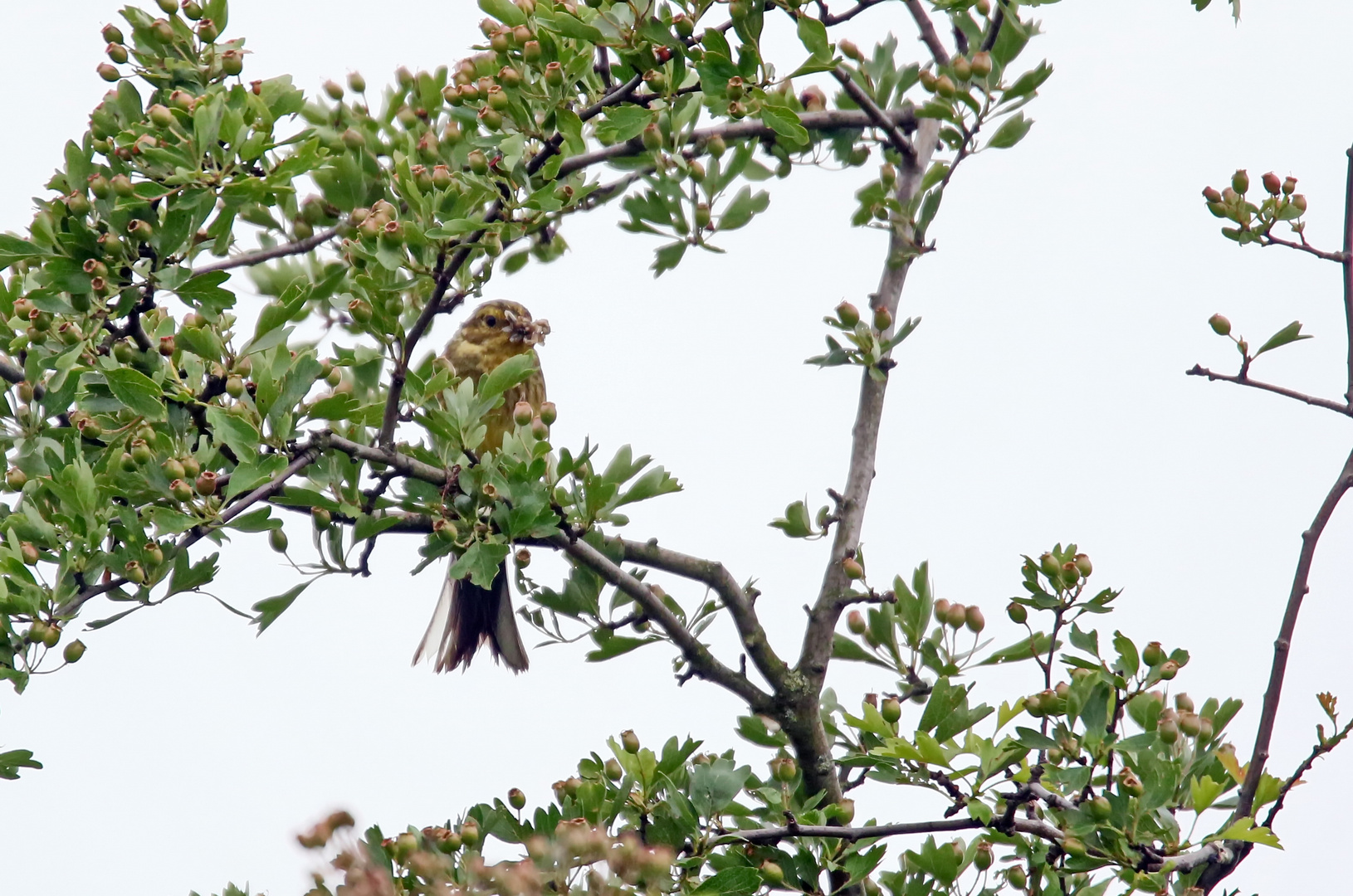 viele Schnäbel Foto & Bild natur, tiere, vögel Bilder auf