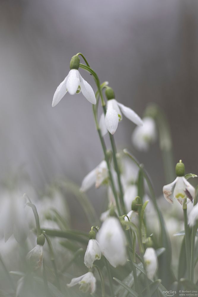 Viele Schneeglöckchen