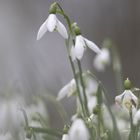 Viele Schneeglöckchen