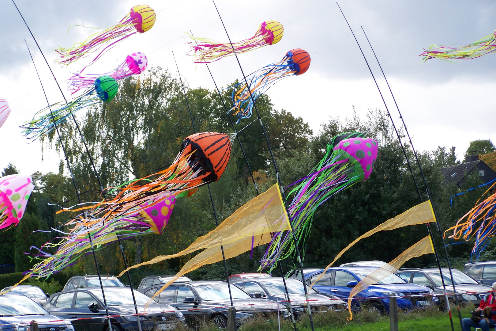 Viele schöne Bunte Quallen