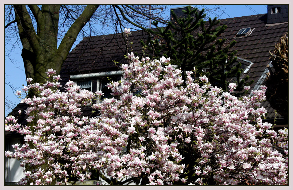 Viele schöne Magnolienblüten