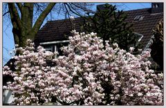 Viele schöne Magnolienblüten