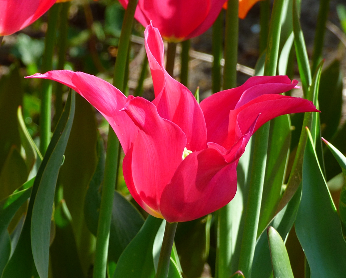 Viele schöne Tulpensorten . . .