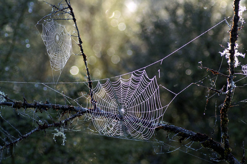 Viele schönen Spinnennetze im frühen Morgenlicht