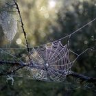 Viele schönen Spinnennetze im frühen Morgenlicht